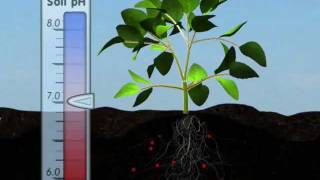 Plant Nutrition Mineral Absorption Part One [upl. by Eiknarf585]