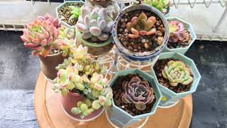 Exotic succulents are almost ready for winter home succulents indoorplants wintercare [upl. by Ronni916]