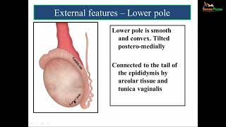 Anatomy of testis and Spermatic cord swayamprabha CH34SP [upl. by Nittirb988]