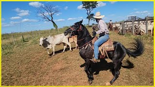 Primeiro dia de lida no Garanhão Mangalarga Marchador [upl. by Leventhal813]