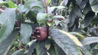 Medlar Tree in the Permaculture Garden [upl. by Martz]