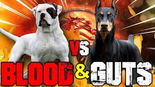 American Bulldog vs Doberman Pinscher  Doberman Pinscher vs American Bulldog  Billa Boyka [upl. by Yelrebmik]