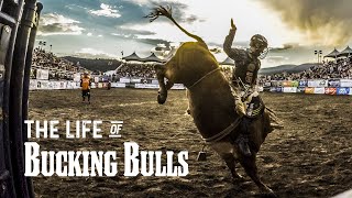 The Life of Bucking Bulls [upl. by Jodoin377]