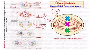 Anticancer Drugs Part10 Extension Vinca Alkaloid Mechanism of Action in Cancer Treatment [upl. by Ganiats298]