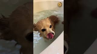 Bella spa day relaxing relaxingmusic dog puppy dogbreed cute dogtype nature [upl. by Perot801]