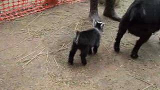 Pygmy Goat Happy Dance [upl. by Carlock]