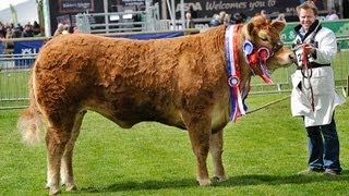 Interbreed Cattle Judging at Balmoral Show 2013 [upl. by Azilanna]