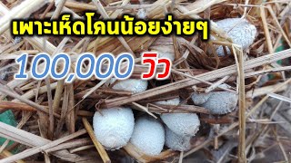 วิธีเพาะเห็ดโคนน้อยกินเองง่ายๆ แบบไม่ต้มฟางCoprinus fimetarrius cultivation Farm Station [upl. by Abeu551]