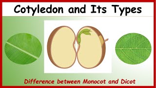 What is Cotyledon Difference between Monocotyledon amp Dicotyledon with Examples  Monocot Vs Dicot [upl. by Yebot]