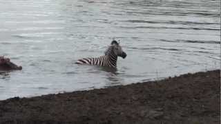 Crocodile vs zebra amazing encounter [upl. by Assilym74]