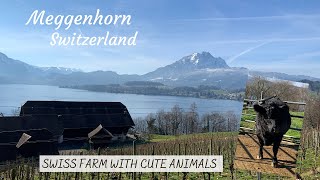 Wonderful views amp cute farm animals at Meggenhorn Lucerne Switzerland [upl. by Pavlov161]