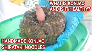 Handmade Konjac Shirataki Noodles  what is konjac corn look like  What is konjac and is it healthy [upl. by Allesig373]