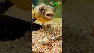 puffer fish feeding time hygger [upl. by Gotthard]