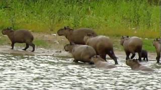 Pantanal  Bando de capivara [upl. by Annaeoj]