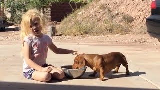 34 Cute and Funny Dachshund Videos Instagram  Adorable Sausage Dogs Videos Try Not To Laugh [upl. by Oir]