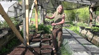 Planting Goldenseal [upl. by Mechling]