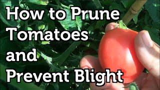 How to Prune Tomatoes to Increase Yields  Prevent Disease and Ripen Fruit Faster [upl. by Landan882]