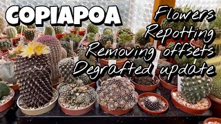 Copiapoa flowers repotting removing offsets degrafted cactus update stinky flower [upl. by Hyland]