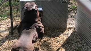 Evolution’s Big Ramy  Olde English Bulldogge [upl. by Nuawtna]