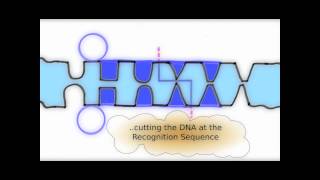 How Restriction Enzymes interact with DNA [upl. by Ymiaj]