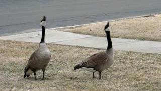 Canada Geese Honking amp Flying Off [upl. by Clement855]