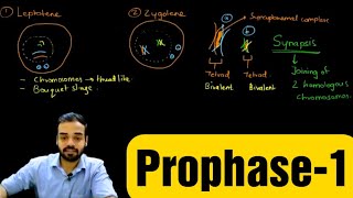 Prophase1 Leptotene Zygotene Pachytene Diplotene amp Diakinesis prophase celldivision [upl. by Johnson]