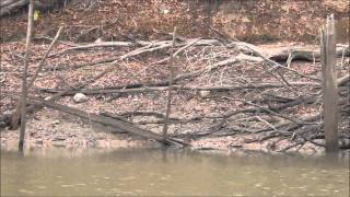 Salamonie Reservoir  Indian Creek [upl. by Simonne]