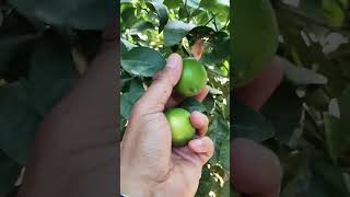 Fruit Picking Lime Green 😋😍🌿 fruitpicking natureasmr limegreen pickingfruit fruit [upl. by Willie55]