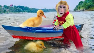 Monkey Baby BinBin is sad Coral Reef Fish herding duckling with Amee Little cat Animal Islands [upl. by Athena]