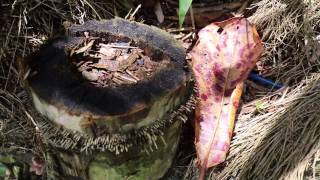 Bambu petung Dendrocalamus asper [upl. by Gnat]