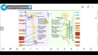 Systeme nerveux VEGETATIF  QCMs  Cours de faculté  Physiologie 1ere annee شرح مبسط [upl. by Esenaj]