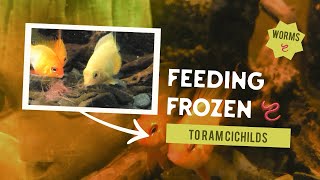 Feeding Frozen Bloodworms to Ram Cichlid Fish l Freshwater aquarium fish l Mikrogeophagus ramirezi [upl. by Lramaj]