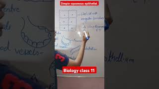 Simple squamous epithelial tissue Biology class 11 shorts [upl. by Aihsyn949]