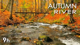 Autumn River Sounds  Relaxing Nature Video  Sleep Relax Study  9 Hours  HD 1080p [upl. by Egap911]