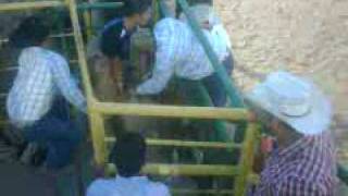 jaripeo y montas de toros [upl. by Lamek]