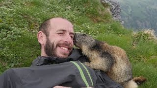 Marmot Attack  Attaque de Marmotte [upl. by Bloem]