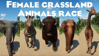 Female Grassland Animals Speed Races in Planet Zoo included Elephant Hippopotamus Buffalo amp etc [upl. by Killy]