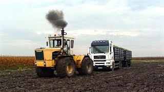 Csemegekukorica betakarítás 2 Sweet Corn Harvest Rába Steiger 250 [upl. by Nolla62]