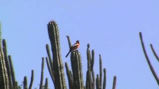 Birds of Venezuela Venezuelan Troupial [upl. by Kenelm]