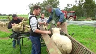 Lamb Lifter amp Sheep Handler Roberson Pregnancy Scanning [upl. by Christel]