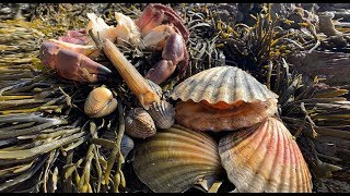 Coastal Foraging  Scallops Cockles Clam and Crab Beach Cook Up [upl. by Reffineg696]