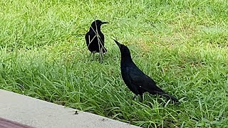 The Common Grackle [upl. by Dillon263]