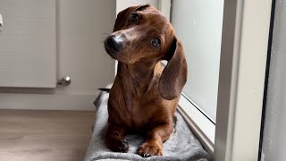 Mini dachshunds unusual sleeping spots [upl. by Ariay]