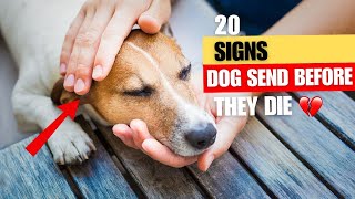 20 signs to know when It’s Time Saying Goodbye to Your Dog [upl. by Eivi]