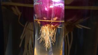 TIME LAPSE onion growing for 17 days in 12 seconds  more videos on seedlapse [upl. by Lanam]