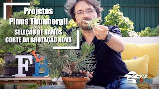 Projetos Pinus Thunbergii  seleção de ramos  corte da brotação nova [upl. by Eisoj691]