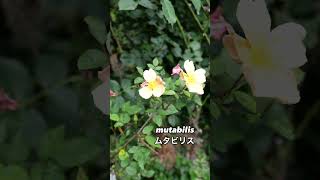 ムタビリス mutabilis 2024 06 09 ムタビリスmutabilis オールドローズ バラ rose roses garden gardening flowerlove [upl. by Nerol]