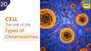 Types of Chromosomes  Cell The Unit of Life cbseshorts shorts biology [upl. by Cumings500]