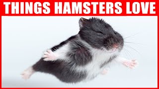 14 Things Hamsters Love the Most [upl. by Prager238]