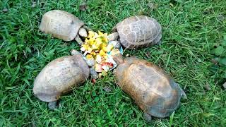 Indotestudo elongata feeding Herpetofauna of Nepal [upl. by Winnah66]